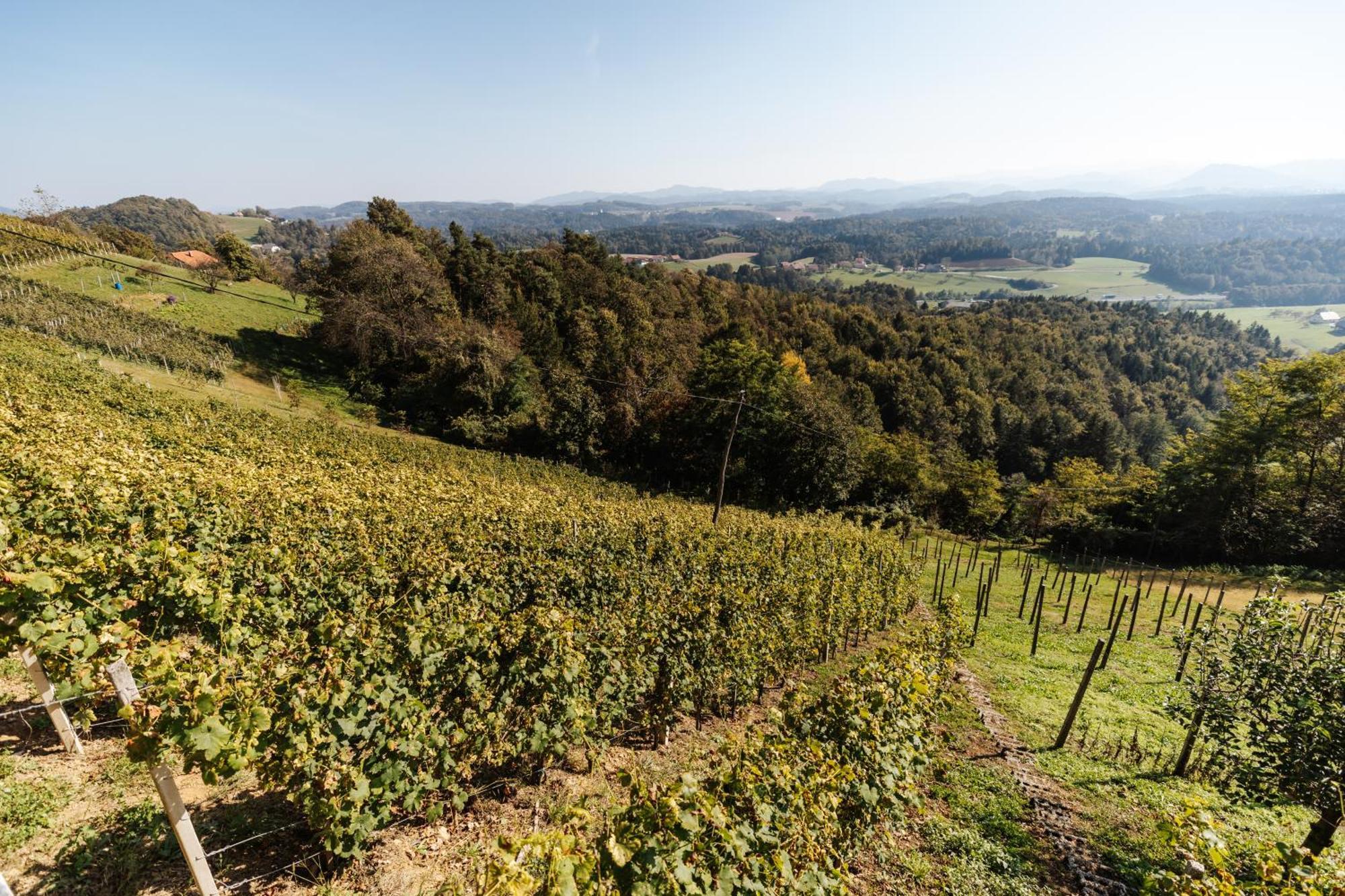 Vineyard Paradise Senica Dramlje Luaran gambar